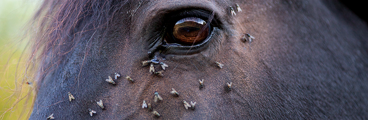 Fly Protection products for horses and ponies to help keep flies and midges at bay. 